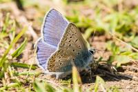 Polyommatus icarus