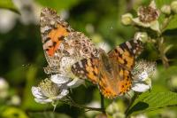 Vanessa cardui