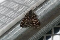 Euclidia mi