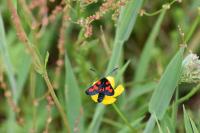 Zygaena trifolii
