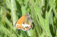 Coenonympha arcania