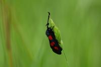 Zygaena trifolii