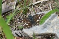 Pyrgus malvae