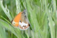Coenonympha arcania