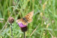 Boloria dia