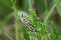 Crambus lathoniellus