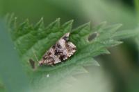 Celypha lacunana