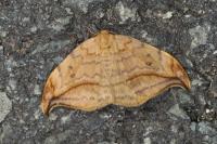 Drepana curvatula