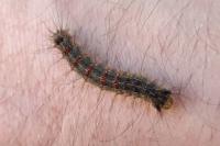 Lymantria dispar
