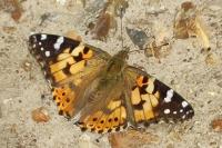 Vanessa cardui
