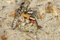 Vanessa cardui