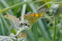 Colias crocea