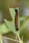 Nymphalis polychloros