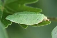Tortrix viridana