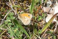 Coenonympha pamphilus