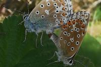 Lysandra bellargus