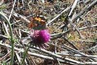 Vanessa cardui