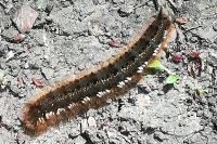Euthrix potatoria