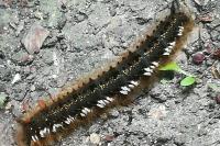 Euthrix potatoria