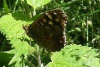Pararge aegeria
