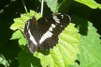 Limenitis camilla