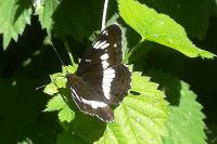 Limenitis camilla