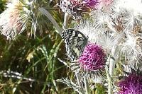 Melanargia galathea