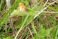 Coenonympha arcania
