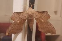 Laothoe populi