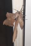Laothoe populi