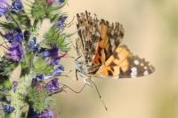 Vanessa cardui