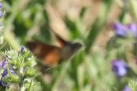 Macroglossum stellatarum