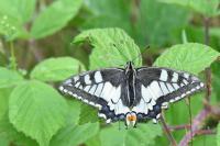 Papilio machaon