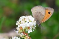 Maniola jurtina
