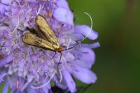 Nemophora metallica