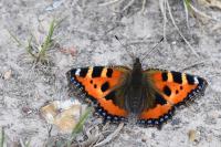 Aglais urticae
