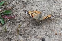 Vanessa cardui