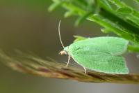 Tortrix viridana