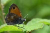 Coenonympha pamphilus