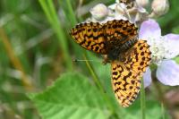 Boloria dia