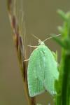 Tortrix viridana