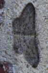 Idaea seriata