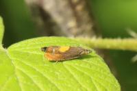 Dichrorampha