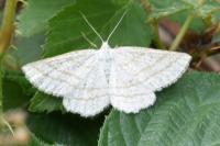Perconia strigillaria