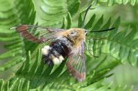 Hemaris fuciformis
