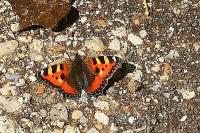 Aglais urticae