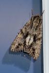 Apamea monoglypha