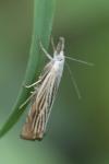 Chrysoteuchia culmella