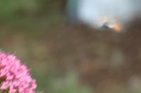 Macroglossum stellatarum