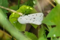 Spilosoma lubricipeda